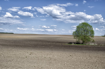 Fototapeta na wymiar a lonely tree in a field
