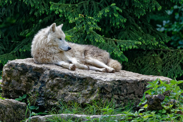 Loup blanc arctique