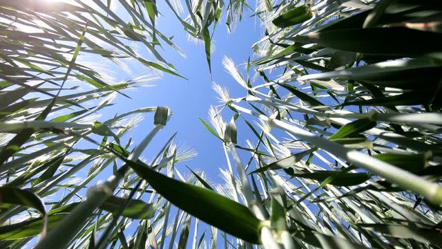 Gerstenfeld, &Auml;hren, g&uuml;n, Landwirtschaft, Fr&uuml;hling, Bayern, 4K
