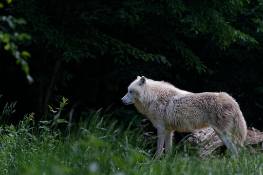 Loup blanc arctique