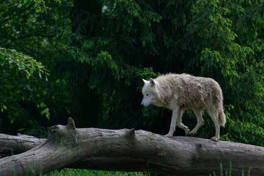 Loup blanc arctique