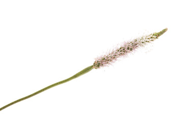 meadow grass isolated
