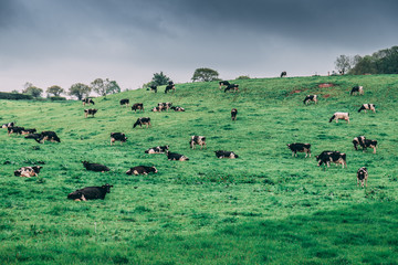 Irish countryside with cows in a pasture on a cloudy day