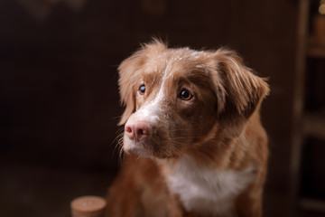 A redheaded dog is cooking in the kitchen. A pet cook. Nova Scotia Duck Tolling Retriever, Toller