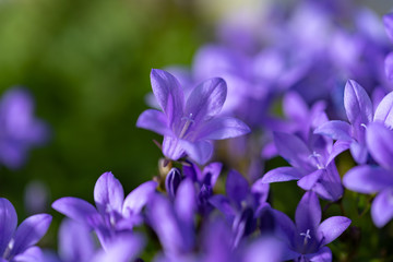 カンパニュラの花