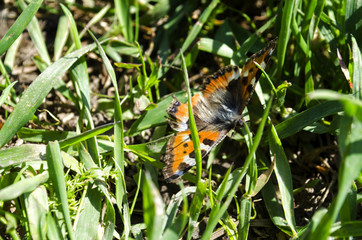 butterfly in the grass