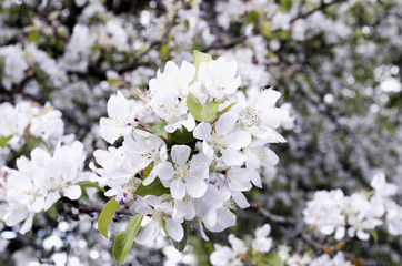 blooming Apple tree