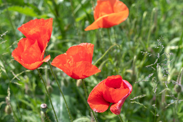 Mohn