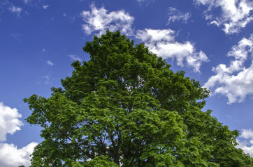 Obraz premium in the woods in the summer