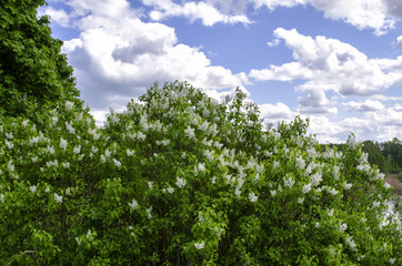 the lilac bushes in the summer