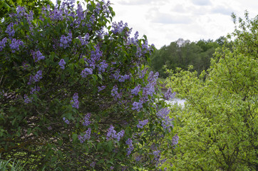 Obraz premium the lilac bushes in the summer