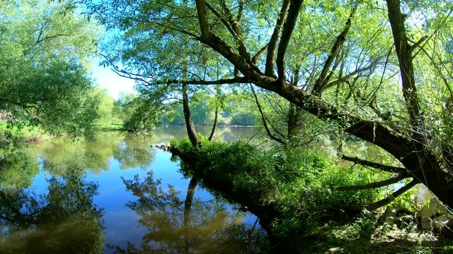 Auwald am Main, Natur pur, unber&uuml;hrte Natur, Gimbal, Urwald, Naturschutz, 4K