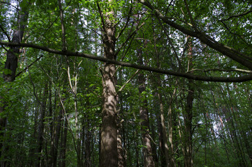 Obraz premium in the woods in the summer