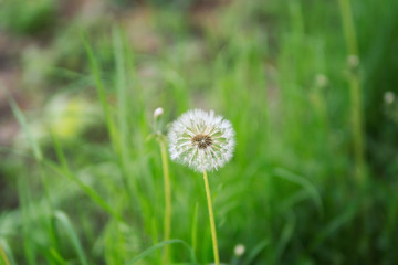 Dandelions in the field