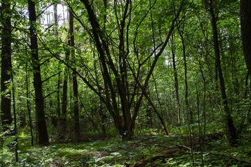 Fototapeta na wymiar in the woods in the summer