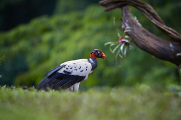 King Vulture, Sarcoramphus papa, largest of the New World vultures. Bizarre, colorful american scavenger standing in front of twisted trunk with bromelia. Wildlife photo, Costa Rica, Central America.