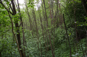 in the woods in the summer