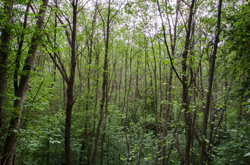 Obraz premium in the woods in the summer