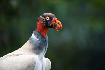 King Vulture, Sarcoramphus papa, largest of the New World vultures. Close up portrait of bizarre, colorful american scavenger against blurred, dark jungle. Wildlife photo, Costa Rica, Central America.