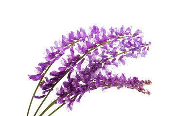 Fototapeta premium lilac meadow flower