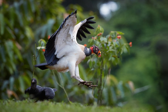 Flying King Vulture, Sarcoramphus papa, largest of the New World vultures. Bird with outstretched wings, landing next to carcass. Wildlife photo, Costa Rica, Central America.