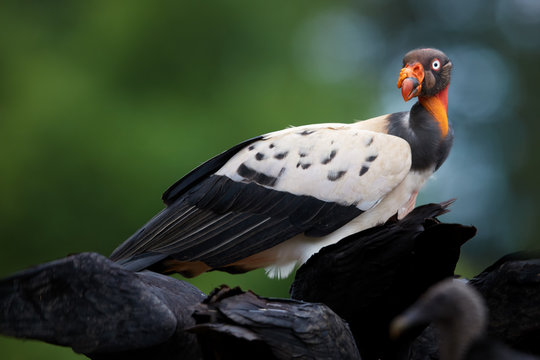 King Vulture, Sarcoramphus papa, largest of the New World vultures. Bizarre, colorful american scavenger feeding on carcass, standing over  black vultures. Wildlife photo, Costa Rica, Central America.