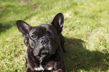 Французский бульдог на траве