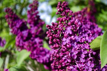 the lilac bushes in the summer
