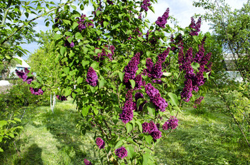 the lilac bushes in the summer