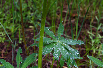 lilies of the valley and leaves after rain in the forest