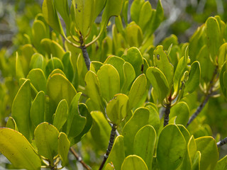 Mangrove forest at Pranburi national park,Thailand