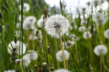 white dandelions in the field