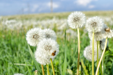 Fototapeta na wymiar white dandelions in the field