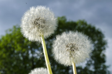 white dandelions in the field