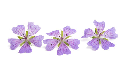 lilac geranium flower isolated
