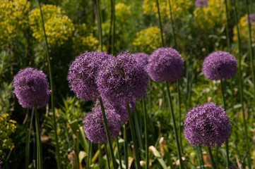Obraz premium Giant purple alliums