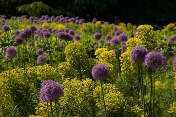 Giant purple alliums