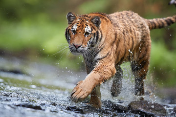 Fototapeta na wymiar Close up Siberian tiger, Panthera tigris altaica, low angle photo in direct view, tiger walking in the water of forest stream directly at camera with water splashing around.Tiger in taiga environment.