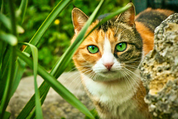 Fototapeta premium Cat with green eyes