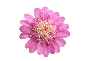 pink daisy isolated