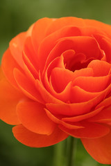 Single Orange Flower