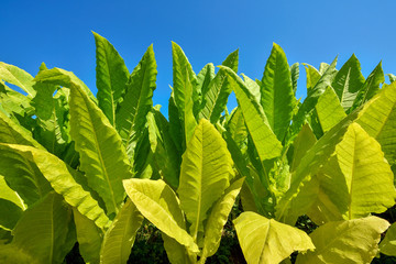 Stems and tobacco leaves.