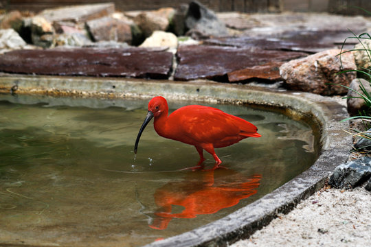 Full body of scarlet ibis bird