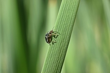 Naklejka premium Paarung des Seidigen Rohrkäfers (Plateumaris sericea) 