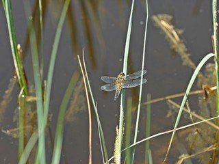 Vierfleck (Libellula quadrimaculata) 
