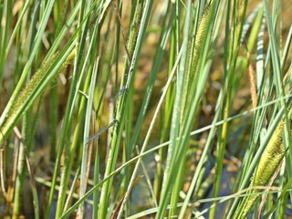 Paarung der Hufeisen-Azurjungfer (Coenagrion puella)