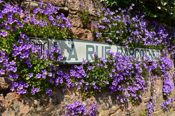 Jersey nameplate, U.K.
Native French spelling of a road sign covered in Spring bell flowers.