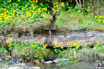 mountain stream in the open air on a green meadow with yellow flowers, concept of traveling in the wild, copy space, closeup.