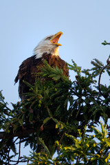 Closeup (800 mm ) of a bald eagle screeching, seen in the wild in  North California
