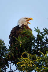 Closeup (800 mm ) of a bald eagle screeching, seen in the wild in  North California
